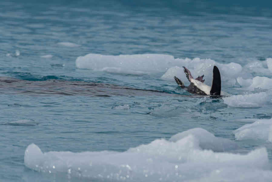 Foca Leopardo y Pingüino Chinstrap - Antártida 03.jpg